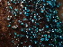  (Leotiomycetes_order_Incertae_sedis - HAY-F-003777)  @11 [ ] by-nc (2023) Grace Stark Fungal Diversity Survey