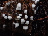  ( - HAY-F-003930)  @11 [ ] by-nc (2023) Grace Stark Fungal Diversity Survey