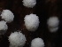  ( - HAY-F-003930)  @11 [ ] by-nc (2023) Grace Stark Fungal Diversity Survey
