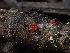  ( - HAY-F-003867)  @11 [ ] by-nc (2023) Grace Stark Fungal Diversity Survey