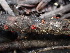  ( - HAY-F-003867)  @11 [ ] by-nc (2023) Grace Stark Fungal Diversity Survey