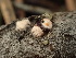  ( - HAY-F-003876)  @11 [ ] by-nc (2023) Grace Stark Fungal Diversity Survey
