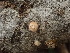 ( - HAY-F-003876)  @11 [ ] by-nc (2023) Grace Stark Fungal Diversity Survey