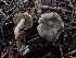  ( - HAY-F-003869)  @11 [ ] by-nc (2023) Grace Stark Fungal Diversity Survey