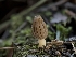  ( - HAY-F-004472)  @11 [ ] by-nc (2023) Stu Pickell Fungal Diversity Survey