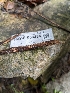  ( - HAY-F-004484)  @11 [ ] by-nc (2023) Stu Pickell Fungal Diversity Survey