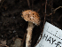  ( - HAY-F-004495)  @11 [ ] by-nc (2023) Stu Pickell Fungal Diversity Survey