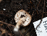  ( - HAY-F-004495)  @11 [ ] by-nc (2023) Stu Pickell Fungal Diversity Survey