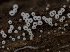  (Henningsomyces - HAY-F-004474)  @11 [ ] by-nc (2023) Stu Pickell Fungal Diversity Survey