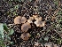  (Clitocybe - HAY-F-003656)  @11 [ ] by-nc (2023) Sadie Hickey Fungal Diversity Survey