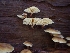  ( - HAY-F-003628)  @11 [ ] by-nc (2023) Sadie Hickey Fungal Diversity Survey
