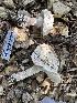  ( - HAY-F-001698)  @11 [ ] by-nc (2023) Bat Vardeh Fungal Diversity Survey