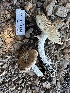  ( - HAY-F-001700)  @11 [ ] by-nc (2023) Bat Vardeh Fungal Diversity Survey