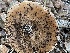  ( - HAY-F-001700)  @11 [ ] by-nc (2023) Bat Vardeh Fungal Diversity Survey