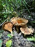  ( - LA-F-000088)  @11 [ ] c (2023) Rudy Diaz Fungal Diversity Survey