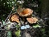  ( - LA-F-000088)  @11 [ ] c (2023) Rudy Diaz Fungal Diversity Survey