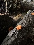  ( - HAY-F-002729)  @11 [ ] c (2023) Rudy Diaz Fungal Diversity Survey