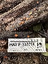  ( - HAY-F-002729)  @11 [ ] c (2023) Rudy Diaz Fungal Diversity Survey