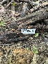  ( - HAY-F-002729)  @11 [ ] c (2023) Rudy Diaz Fungal Diversity Survey