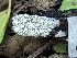  ( - HAY-F-004506)  @11 [ ] by-nc (2023) Stu Pickell Fungal Diversity Survey