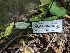  ( - HAY-F-004506)  @11 [ ] by-nc (2023) Stu Pickell Fungal Diversity Survey