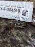  ( - HAY-F-004510)  @11 [ ] by-nc (2023) Stu Pickell Fungal Diversity Survey