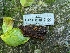  ( - HAY-F-004512)  @11 [ ] by-nc (2023) Stu Pickell Fungal Diversity Survey