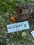  ( - HAY-F-004513)  @11 [ ] by-nc (2023) Stu Pickell Fungal Diversity Survey