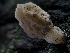  ( - HAY-F-004516)  @11 [ ] by-nc (2023) Stu Pickell Fungal Diversity Survey