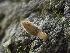  (Morchella rufobrunnea - HAY-F-004516)  @11 [ ] by-nc (2023) Stu Pickell Fungal Diversity Survey