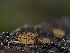  ( - HAY-F-004512)  @11 [ ] by-nc (2023) Stu Pickell Fungal Diversity Survey