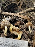 ( - HAY-F-004182)  @11 [ ] by-nc (2023) Jaren Hockert Fungal Diversity Survey