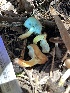  ( - HAY-F-004182)  @11 [ ] by-nc (2023) Jaren Hockert Fungal Diversity Survey