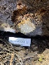  ( - HAY-F-004354)  @11 [ ] by-nc (2023) Jaren Hockert Fungal Diversity Survey