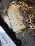  ( - HAY-F-004354)  @11 [ ] by-nc (2023) Jaren Hockert Fungal Diversity Survey