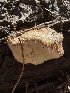 ( - HAY-F-004354)  @11 [ ] by-nc (2023) Jaren Hockert Fungal Diversity Survey