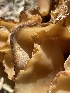 ( - HAY-F-004353)  @11 [ ] by-nc (2023) Jaren Hockert Fungal Diversity Survey