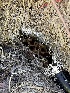  ( - HAY-F-004353)  @11 [ ] by-nc (2023) Jaren Hockert Fungal Diversity Survey