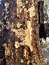  ( - HAY-F-001704)  @11 [ ] by-nc (2023) Bat Vardeh Fungal Diversity Survey