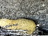  ( - HAY-F-001767)  @11 [ ] by-nc (2023) Bat Vardeh Fungal Diversity Survey