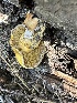  ( - HAY-F-001767)  @11 [ ] by-nc (2023) Bat Vardeh Fungal Diversity Survey