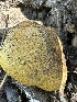  ( - HAY-F-001767)  @11 [ ] by-nc (2023) Bat Vardeh Fungal Diversity Survey
