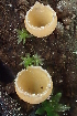  ( - HAY-F-005370)  @11 [ ] by-nc (2023) Damon Tighe Fungal Diversity Survey