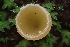  ( - HAY-F-005370)  @11 [ ] by-nc (2023) Damon Tighe Fungal Diversity Survey