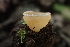  ( - HAY-F-005370)  @11 [ ] by-nc (2023) Damon Tighe Fungal Diversity Survey