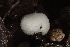  (Zygomycetes - HAY-F-005371)  @11 [ ] by-nc (2023) Damon Tighe Fungal Diversity Survey