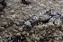  (Peniophora exima - HAY-F-005385)  @11 [ ] by-nc (2023) Damon Tighe Fungal Diversity Survey