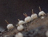  ( - HAY-F-005374)  @11 [ ] by-nc (2023) Damon Tighe Fungal Diversity Survey