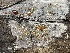  ( - HAY-F-005385)  @11 [ ] by-nc (2023) Damon Tighe Fungal Diversity Survey