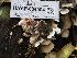  (Gloeoporus sp. dichrous-CA01 - HAY-F-004504)  @11 [ ] by-nc (2023) Stu Pickell Fungal Diversity Survey